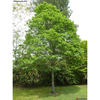 Acer campestre 'Elsrijk' - Tojásdad koronájú juharfa