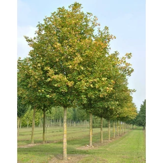 Acer campestre 'Huibers Elegant' – Mezei juhar