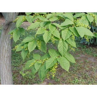 Acer davidii – Közép-kínai juhar