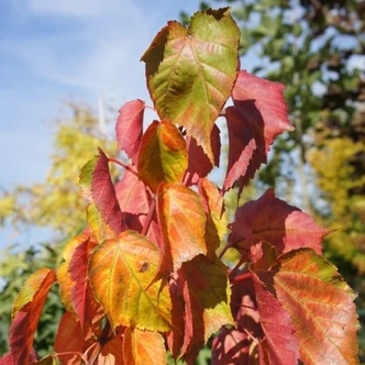 Acer davidii 'Selection' – Közép-kínai juhar