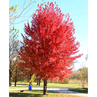 Acer x freemanii 'Autumn Blaze' (syn.: Acer rubrum 'Jeffersred') – Őszi tűzjuhar, Freeman juhar Acer x freemanii 'Autumn Blaze' (syn.: Acer rubrum 'Jeffersred') – Őszi tűzjuhar, Freeman juhar