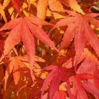 Acer palmatum 'Arakawa' – Japán juhar