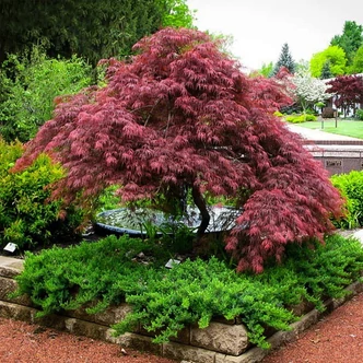 Acer palmatum 'Garnet' - Japán juhar Acer palmatum 'Garnet' - Japán juhar