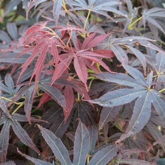Acer palmatum 'Nimura Princess' – Japán juhar