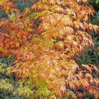 Acer palmatum 'Orange Lace' – Japán juhar