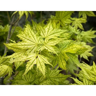 Acer palmatum 'Reticulatum' – Japán juhar (extra méretű koros) Acer palmatum 'Reticulatum' – Japán juhar (extra méretű koros)