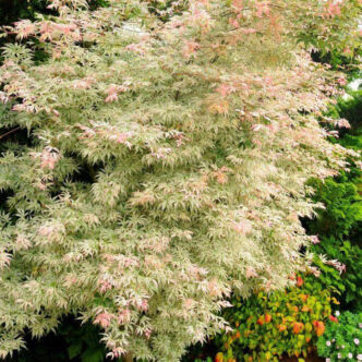 Acer palmatum 'Ukigumo' – Fehér felleg japán juhar