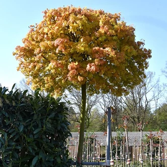Acer platanoides 'Golden Globe' – Gömb korai juhar Acer platanoides 'Golden Globe' – Gömb korai juhar