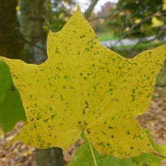 Acer platanoides 'Maculatum' – Korai juhar
