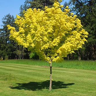 Acer platanoides 'Princeton Gold' – Korai juhar
