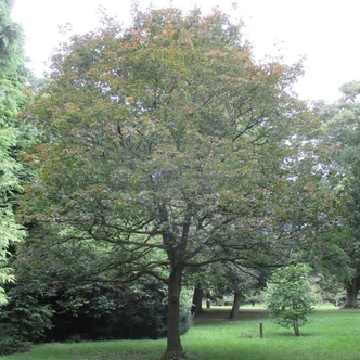 Acer platanoides 'Rubrum' – Korai juhar