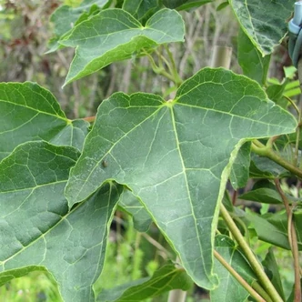 Acer platanoides 'Stollii' – Háromkaréjú korai juhar