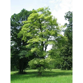 Acer pseudoplatanus 'Leopoldii' – Kúpos koronájú, tarka levelű hegyi juhar