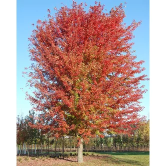 Aesculus glabra 'Autumn Blaze' – Vadgesztenye