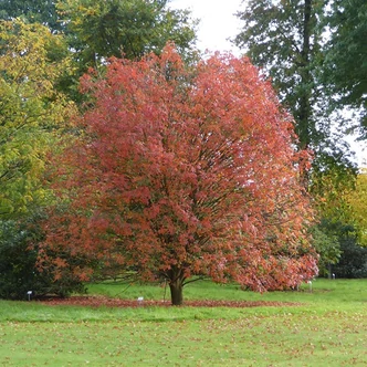 Aesculus glabra 'Herkenrode' – Vadgesztenye