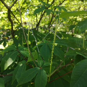 Aesculus parviflora – Cserjés vadgesztenye