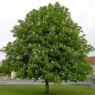 Aesculus chinensis – Kínai vadgesztenye