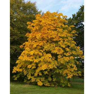 Aesculus x dallimorei