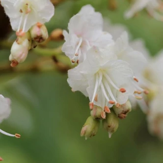 Aesculus 'Digitata' – Vadgesztenye