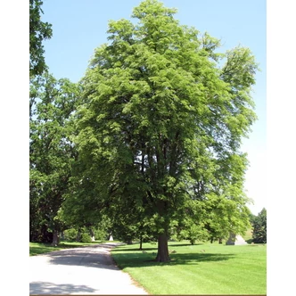 Aesculus flava – Amerikai sárga vadgesztenye