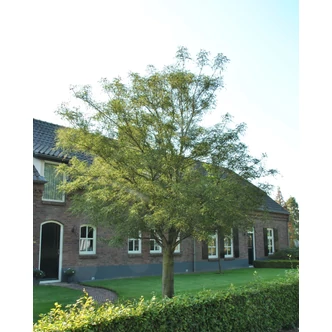 Aesculus 'Laciniata' – Vadgesztenye