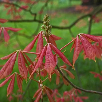Aesculus x neglecta 'Erythroblastos' – Különleges vadgesztenye