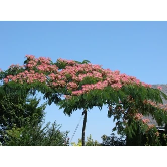 Albizia julibrissin 'Ombrella' - Selyemakác Albizia julibrissin 'Ombrella' - Selyemakác