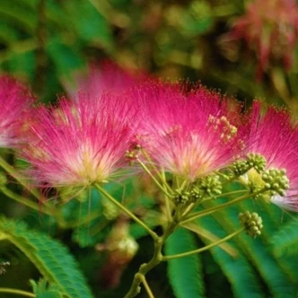 Albizia julibrissin 'Rouge de Tuilière' – Selyemakác
