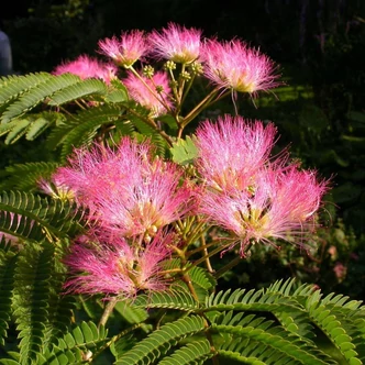 Albizia julibrissin 'Tropical Dream' – Selyemakác Albizia julibrissin 'Tropical Dream' – Selyemakác