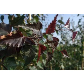 Betula pendula 'Royal Frost' – Bordó levelű nyír Betula pendula 'Royal Frost' – Bordó levelű nyír
