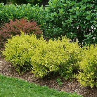 Betula nana 'Golden Treasure' – Törpe nyír