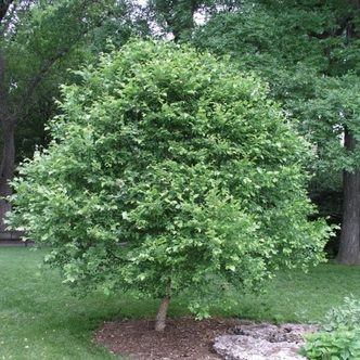 Betula nigra 'Fox Valley' – Fekete nyír