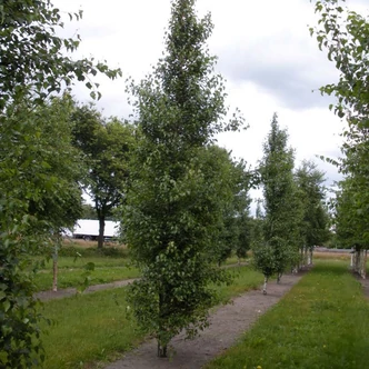 Betula pendula 'Fastigiata' - Oszlopos nyír