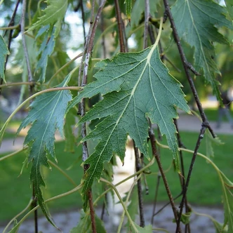 Betula pendula syn. verrucosa 'Dalecarlica' – Szeldelt levelű nyír