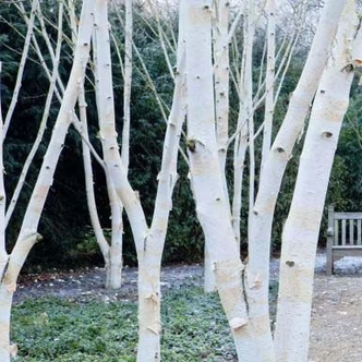 Betula 'White Light' – Nyír