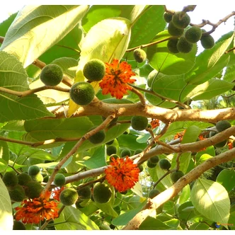 Broussonetia papyrifera - Kínai papíreperfa Broussonetia papyrifera - Kínai papíreperfa