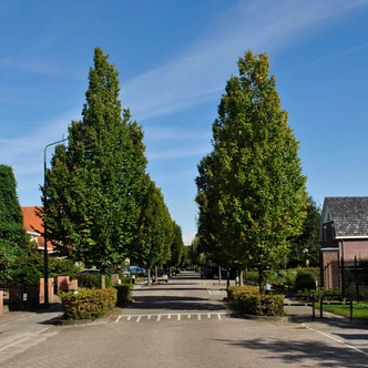Carpinus betulus 'Frans Fontaine' – Oszlopos gyertyán Carpinus betulus 'Frans Fontaine' – Oszlopos gyertyán