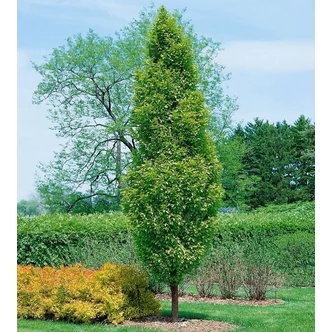 Carpinus betulus 'Lucas' – Oszlopos gyertyán Carpinus betulus 'Lucas' – Oszlopos gyertyán