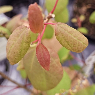Cercidiphyllum japonicum 'Magma' – Japán júdásfa