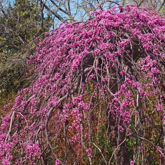 Cercis canadensis 'Lavander Twist'® – Júdásfa