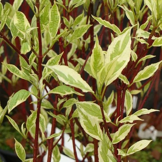 Cornus alba 'Argenteomarginata' (syn.: 'Albovariegata', 'Argenteo-marginata', 'Elegantissima') – Fehér som
