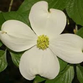 Cornus florida 'White Cloud' – Virágos som