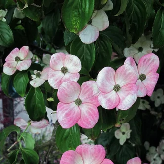 Cornus kousa 'China Girl' – Csillagsom
