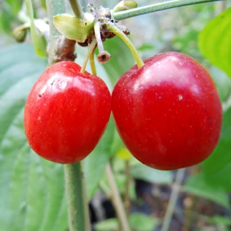 Cornus mas 'Koralowyj Marka' – Húsos som