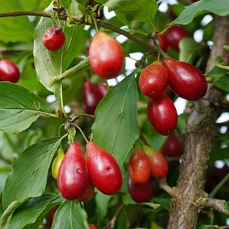 Cornus mas 'Swietljaczok' – Húsos som