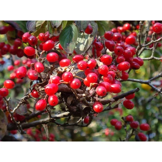 Cornus officinalis – Keleti som Cornus officinalis – Keleti som