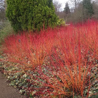 Cornus sanguinea 'Anny's Winter Orange' – Veresgyűrű som Cornus sanguinea 'Anny's Winter Orange' – Veresgyűrű som