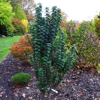 Cornus sanguinea 'Compressa' – Törpe, oszlopos veresgyűrűs som