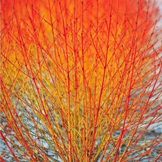 Cornus sanguinea 'Midwinter Fire' – Veresgyűrű som Cornus sanguinea 'Midwinter Fire' – Veresgyűrű som