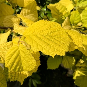 Corylus avellana 'Aurea' – Aranylombú mogyoró Corylus avellana 'Aurea' – Aranylombú mogyoró